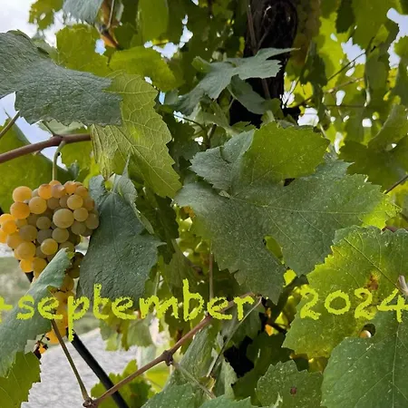 Mezini بيت للعطل Gjirokastër